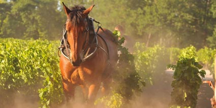 Doamine de Chevalier Pferd